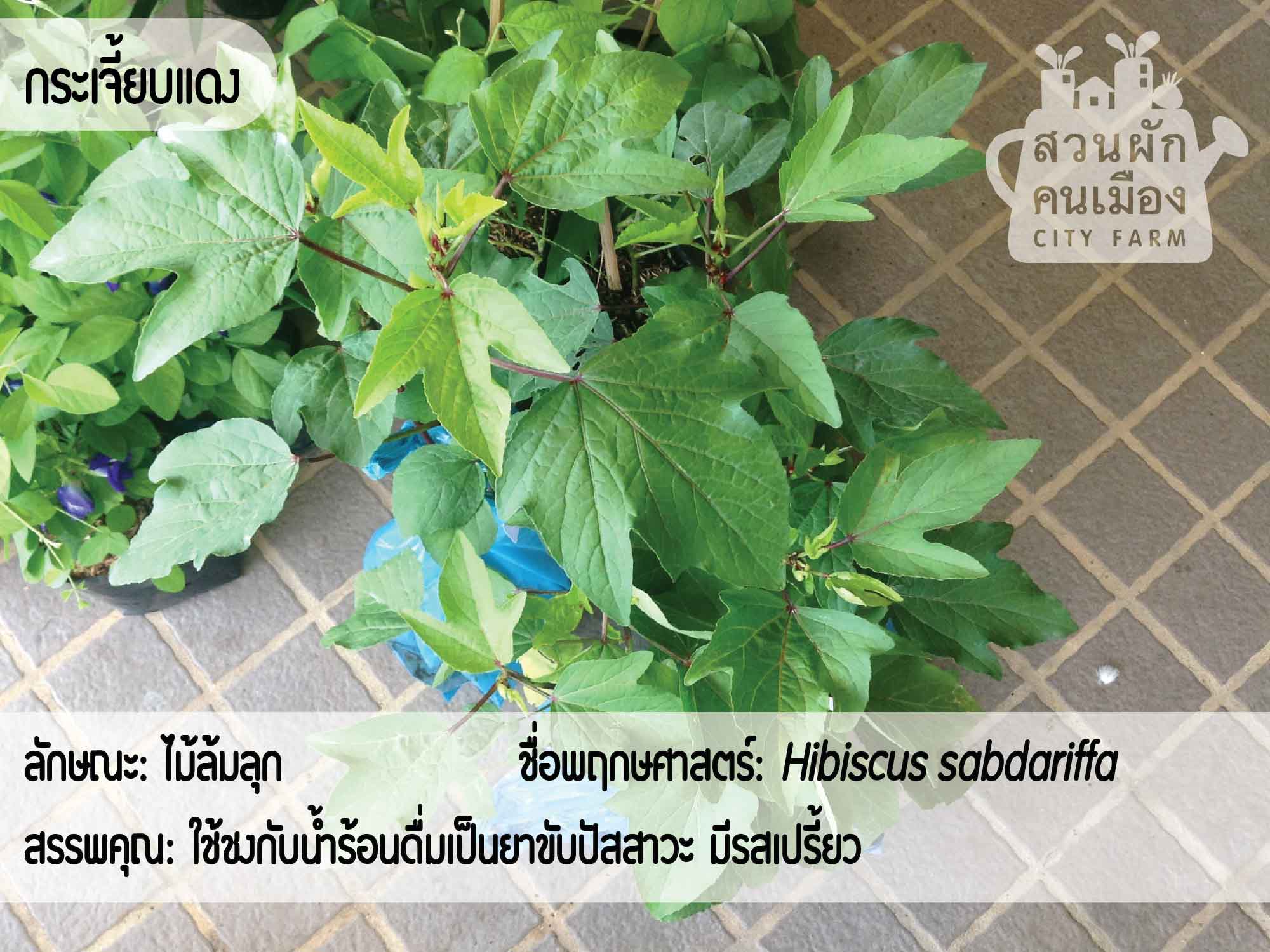 พฤกษศาสตร์พื้นบ้าน: พืชสมุนไพรไทย - สวนผักคนเมือง