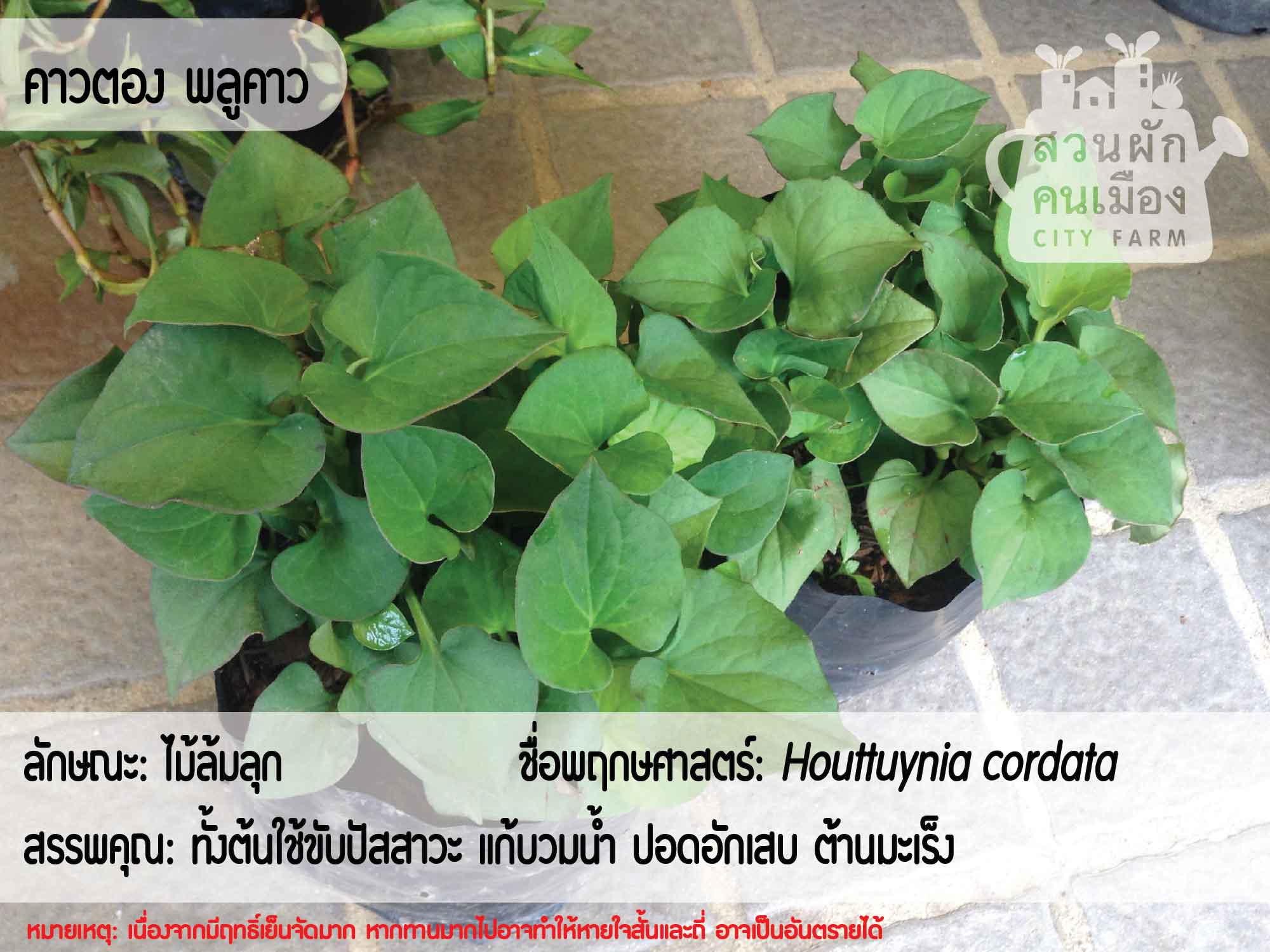 พฤกษศาสตร์พื้นบ้าน: พืชสมุนไพรไทย - สวนผักคนเมือง