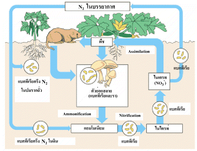 ลำดับการทำงานของธาตุอาหารพืช (Biochemical Sequence) - สวนผักคนเมือง
